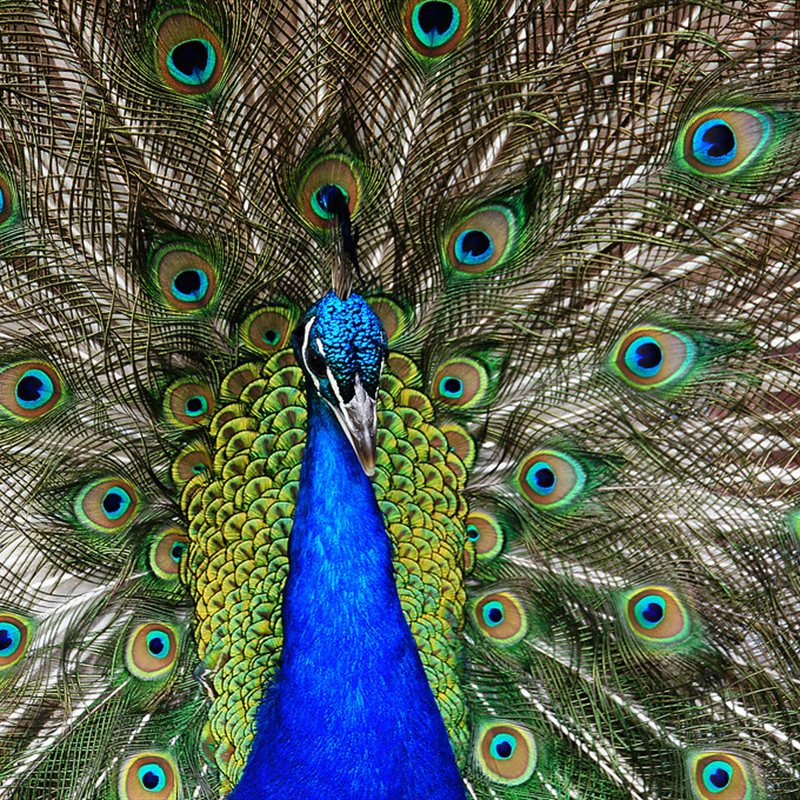 Peacock Wall Art